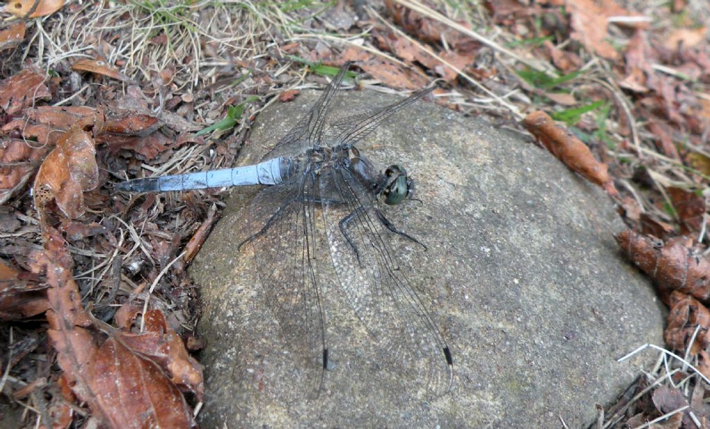 Alto Appennino settentrionale: Sympetrum sp.? no, Orthetrum cancellatum